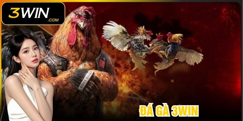 Đá Gà 3WIN - Sân Chơi Đỉnh Cao Cho Chiến Kê Năm 2025