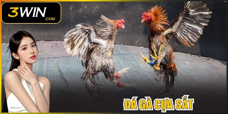 Đá Gà Cựa Sắt Campuchia