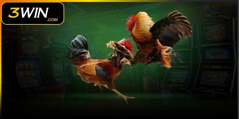 Đá gà đòn là hình thức thi đấu vô cùng hấp dẫn