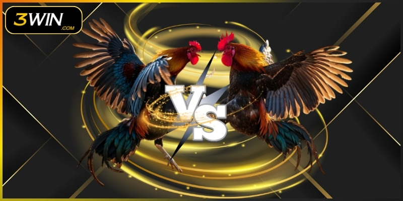 Đá gà online trực tiếp với trận đấu hàng đầu, hấp dẫn
