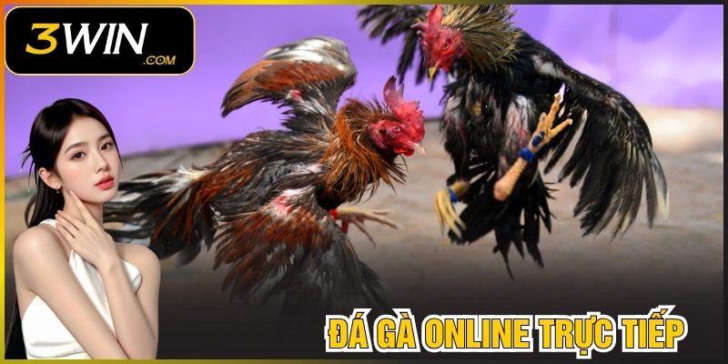 Đá Gà Online Trực Tiếp