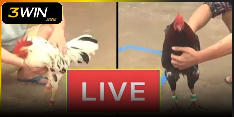 Giới thiệu sảnh đá gà 3WIN