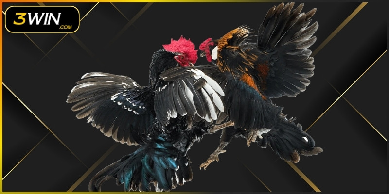 Mỗi trận đấu kéo dài vài phút, được kiểm soát nghiêm ngặt