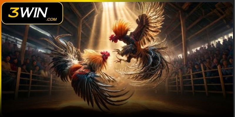 Một số bí quyết chọn đá gà đòn chuẩn xác nhất 