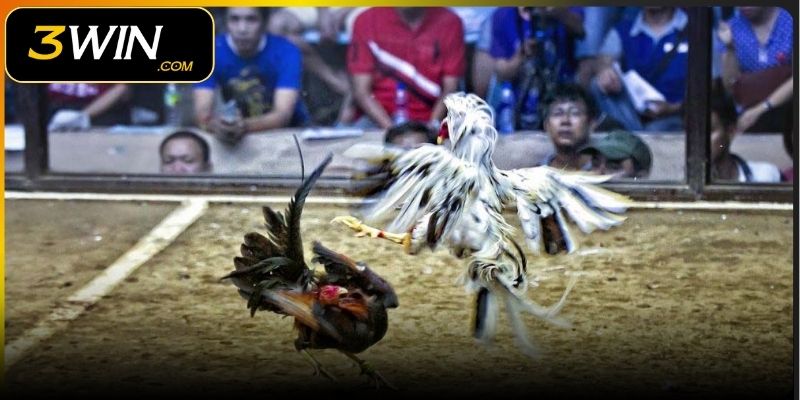 Top ưu điểm giúp đá gà 3WIN nổi bật trên thị trường